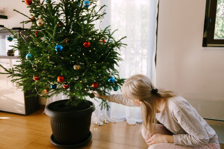 Immer mehr Menschen entscheiden sich für einen Weihnachtsbaum im Topf. Foto ©Nadtochiy stock adobe
