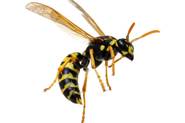 Wespen im Schlafzimmer sind beängstigend